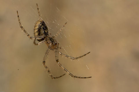 Hairy Field Spider (Neoscona) There are 17 species of Neoscona in South Africa but unfortunately I have been unable to pinpoint which one this is.
These orb-weavers make their webs at night and then remove them in the morning. Geotagged,South Africa,Summer,arachnids,hairy field spiders,neoscona,south africa,spiders
