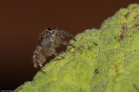Tiny jumping spider (Salticidae) Seriously the smallest jumping spider I have ever seen, about 3mm. It was only because it jumped on my hand that I saw it. There are many species of jumping spiders in South Africa, I have not been able to identify this one yet. Geotagged,South Africa,Summer,arachnids,jumping spiders,salticidae,south africa,spiders