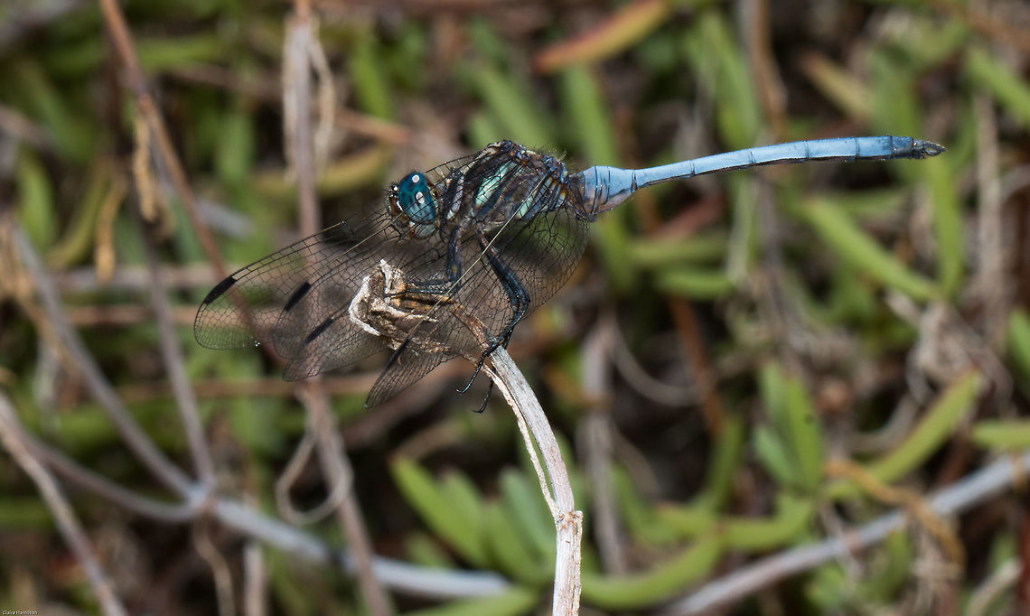 Julia Skimmer (O. julia spp. falsum) Unexpected visitor to the garden today, never seen this one before! Geotagged,Odonata,Orthetrum julia,South Africa,Summer,dragonflies,insects,julia falsum,julia skimmer,skimmers,south africa