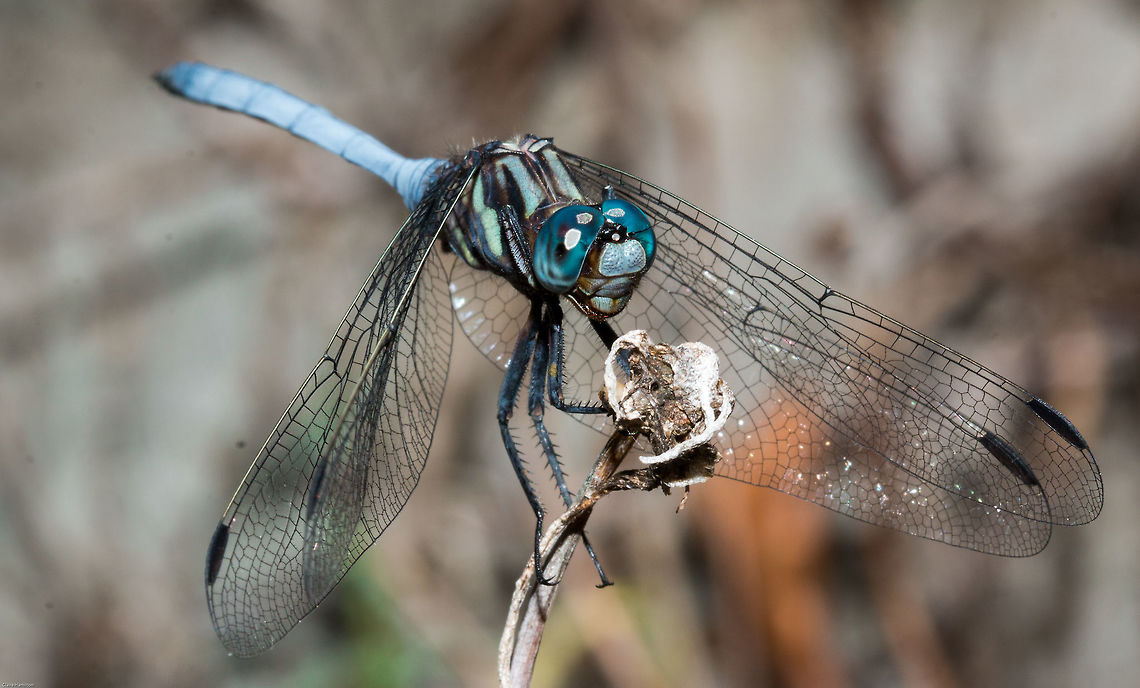 Julia Skimmer (O. julia spp. falsum) Those eyes really are that electric blue, not enhanced! Geotagged,Odonata,Orthetrum julia,South Africa,Summer,dragonflies,insects,julia falsum,julia skimmer,skimmers,south africa