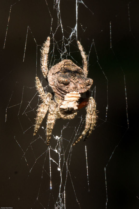 Horned bark spider (Caerostris) Although this looks completely different from the others, there are intense variations in the colour and horn size. Arachnids,Caerostris,Caerostris sexcuspidata,Common bark spider,Geotagged,South Africa,Summer,bark spiders,horned bark spiders,south africa,spiders