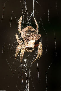 Horned bark spider (Caerostris) Although this looks completely different from the others, there are intense variations in the colour and horn size. Arachnids,Caerostris,Caerostris sexcuspidata,Common bark spider,Geotagged,South Africa,Summer,bark spiders,horned bark spiders,south africa,spiders