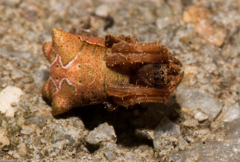 Unknown spider - dorsal view This little spider has so far remained unidentified, at first it was thought to be a juvenile tropical tent web spider but the experts now disagree and thus far it is a mystery. Dr Ansie Dipenaar (the South African arachnid expert) requested the dorsal view so I had to pull the poor little thing from its web to get this shot. it does a great job of playing dead but it was unharmed and back on its web last night.
This is the other view. Such a strange wee spider. It appears many of the spiders in my garden cannot be identified. Such a special little garden I have!!
http://www.jungledragon.com/image/25552/juvenile_tropical_tent-web_spider.html Geotagged,South Africa,Summer,arachnids,spiders