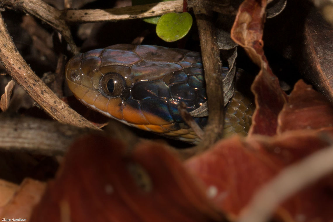 Herald or Red-lipped snake Not the best photo, I was out looking for spiders last night and spotted this little snake (40cm apx) in the undergrowth. managed a couple of shots before the batteries went in my flash, I was hoping it would come out of the leaves.<br />
The existence of the Herald snake was first announced in the Eastern Cape Herrald, hence the common name of this snake. They are only mildly venomous and of no consequence to humans. Crotaphopeltis hotamboeia,Herald snake or Red-lipped snake,herald snake,nocturnal,red-lipped snake,snakes,south africa