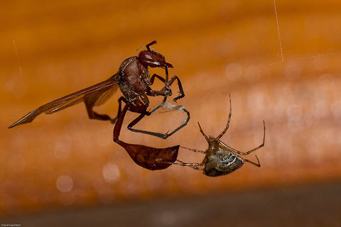 Spider v Wasp Despite the powerful sting of these wasps, it did not match the venom of this spider.
ID'd under the wasp as I have no idea as yet what the spider is! Belonogaster dubia,Geotagged,South Africa,Summer,arachnia,hymenoptera,insects,paper wasps,south africa,spiders,wasps