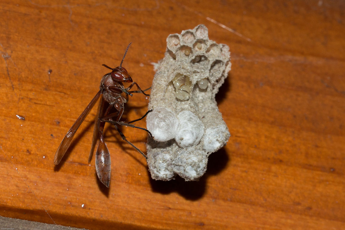 Paper wasp protecting her nest. Despite their reputation for aggressively protecting their nests, this one was pretty chilled. These are pretty large wasps, approx 3cm long. Belonogaster dubia,Geotagged,Hymenoptera,Paper wasps,South Africa,Summer,insects,south africa,wasps