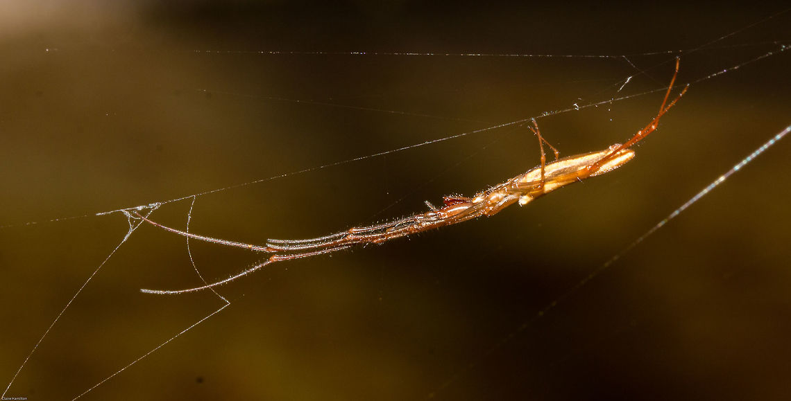 Long-jawed water spider (Tetragnatha) I cannot get this down to species level with this photo, I will have to try to get a dorsal view.<br />
Tetragnatha tend to build their webs over or near water where they prey on mosquitoes and other flying insects. Good to have around! Spiders,Tetragnatha,Tetragnathidae,arachnids,south africa,water spiders