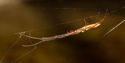 Long-jawed water spider (Tetragnatha) I cannot get this down to species level with this photo, I will have to try to get a dorsal view.
Tetragnatha tend to build their webs over or near water where they prey on mosquitoes and other flying insects. Good to have around! Spiders,Tetragnatha,Tetragnathidae,arachnids,south africa,water spiders