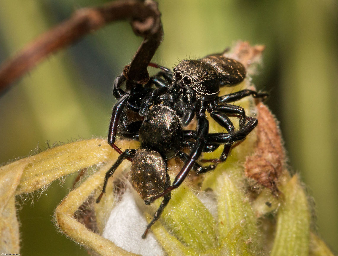 Spider fight! Two Jumping spider males having a bit of a tiff. There does appear to be a nest or egg sac here so I am hopeful of some little jumping babies! Arachnids,Geotagged,Heliophanus transvaalicus,Jumping spiders,Salticidae,South Africa,Spiders,Summer