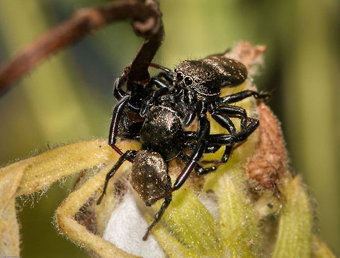 Spider fight! Two Jumping spider males having a bit of a tiff. There does appear to be a nest or egg sac here so I am hopeful of some little jumping babies! Arachnids,Geotagged,Heliophanus transvaalicus,Jumping spiders,Salticidae,South Africa,Spiders,Summer
