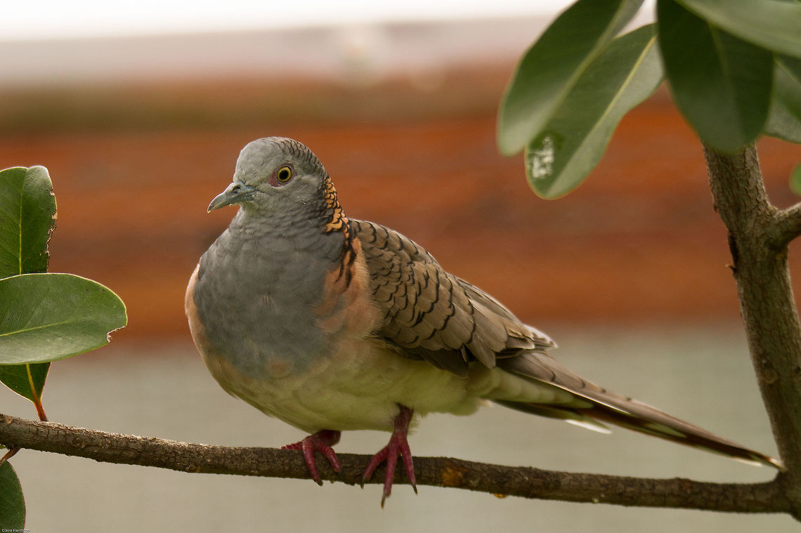 Bar-shouldered dove Native to Australia but this one in captivity in South Africa Australia,Bar-shouldered dove,Geopelia humeralis,Geotagged,South Africa,Summer,birds,doves