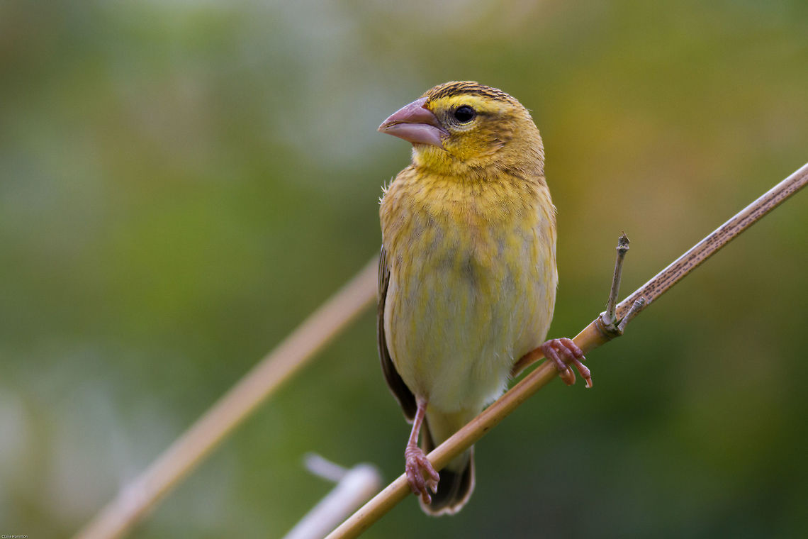 Red Bishop female Remarkably different to the male in breeding colours. Outside of breeding season the males look very similar to this. Euplectes orix,Geotagged,South Africa,Southern Red Bishop,Summer,birds,south africa