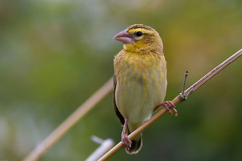 Red Bishop female Remarkably different to the male in breeding colours. Outside of breeding season the males look very similar to this. Euplectes orix,Geotagged,South Africa,Southern Red Bishop,Summer,birds,south africa