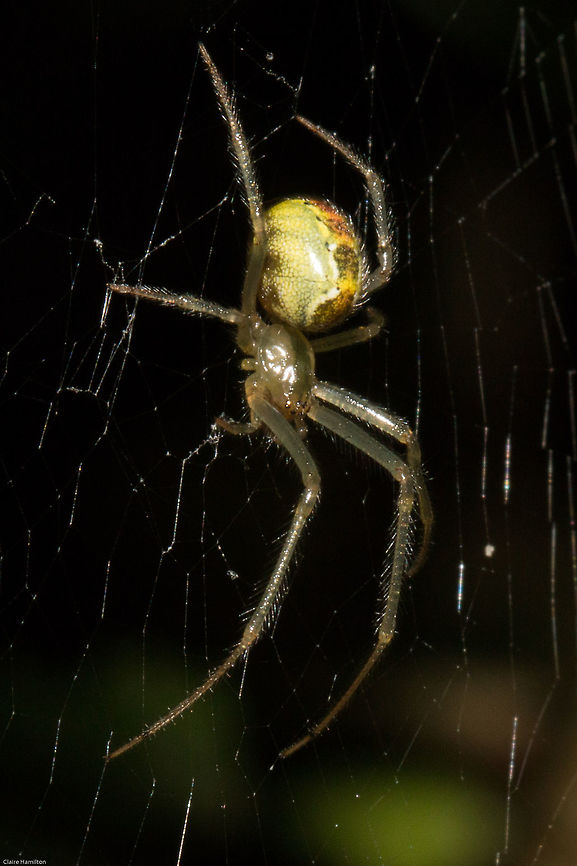 Unknown green spider This little nocturnal spider has the experts scratching their heads at the moment and unable to even put it into a genus.<br />
During the day it lives in a retreat made from leaves curled and woven together with silk, at night it sits on an orb web, awaiting its prey. Currently there are two of these in the garden, both with differing markings. Hopefully one day I shall find out what it is! Arachnids,Geotagged,South Africa,Summer,Western Cape,spiders
