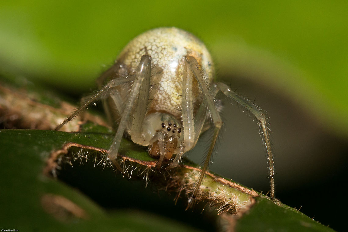 Unknown green spider front view The face of this one...<br />
<figure class="photo"><a href="https://www.jungledragon.com/image/26424/unknown_green_spider.html" title="Unknown green spider"><img src="https://s3.amazonaws.com/media.jungledragon.com/images/574/26424_thumb.jpg?AWSAccessKeyId=05GMT0V3GWVNE7GGM1R2&Expires=1770854410&Signature=whct6JEwB8O3nVtLOKwSY95hRWo%3D" width="102" height="152" alt="Unknown green spider This little nocturnal spider has the experts scratching their heads at the moment and unable to even put it into a genus.<br />
During the day it lives in a retreat made from leaves curled and woven together with silk, at night it sits on an orb web, awaiting its prey. Currently there are two of these in the garden, both with differing markings. Hopefully one day I shall find out what it is! Arachnids,Geotagged,South Africa,Summer,Western Cape,spiders" /></a></figure> Arachnids,Geotagged,South Africa,Summer,Western Cape,spiders