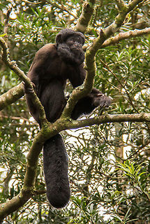Bearded saki Even in captivity these strange looking monkeys are rarely seen, this was a lucky shot, there, then gone again! Chiropotes chiropotes,Geotagged,Red-backed bearded saki,South Africa,Summer,monkeys,primates,sakis,south africa,south america