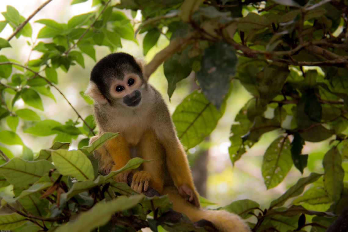 Bolivian squirrel monkey (captive) Cute, but viscous! These little monkeys best form of defense is to attack anything that threatens them en-masse. In the wild, this can mean anything up to 100 monkeys. Along with their shrill screaming it can be a pretty scary experience. Black-capped squirrel monkey,Geotagged,Saimiri boliviensis,South Africa,Summer,bolivia,monkeys,primates,south africa,south america,squirrel monkeys