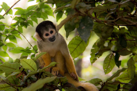 Bolivian squirrel monkey (captive) Cute, but viscous! These little monkeys best form of defense is to attack anything that threatens them en-masse. In the wild, this can mean anything up to 100 monkeys. Along with their shrill screaming it can be a pretty scary experience.  Black-capped squirrel monkey,Geotagged,Saimiri boliviensis,South Africa,Summer,bolivia,monkeys,primates,south africa,south america,squirrel monkeys