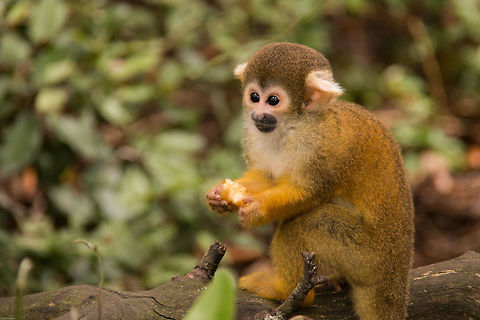 Young squirrel monkey (captive) Although a few months old, this youngster is still less than the size of my hand Black-capped squirrel monkey,Geotagged,Saimiri boliviensis,South Africa,Summer,bolivia,monkeys,primates,south america,squirrel monkeys