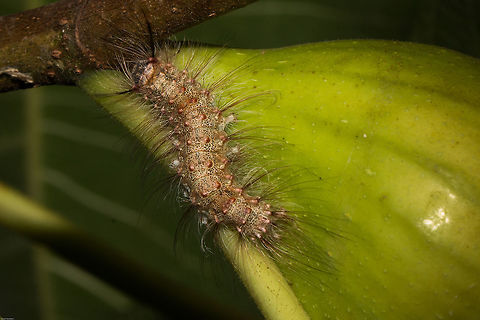 Unknown caterpillar Found nestling in our fig tree. No idea what it is yet, but working on it! Geotagged,Lepidoptera,South Africa,Summer,caterpillars,insects,south africa
