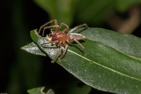 Grass sac spider (Clubonia sp.) Grass sac spiders are nocturnal wandering hunters found mainly on foliage, loose bark and leaf litter and are fairly aggressive. They have poor vision and use their front legs to detect and grab prey. They do not build a web but make saclike retreats, often in rolled grass. Retreats are used for hiding in, during moulting and to deposit the egg sacs in. There are some 288 species known in South Africa, this is one of them! Clubonia,Geotagged,South Africa,Summer,arachnids,sac spiders,spiders