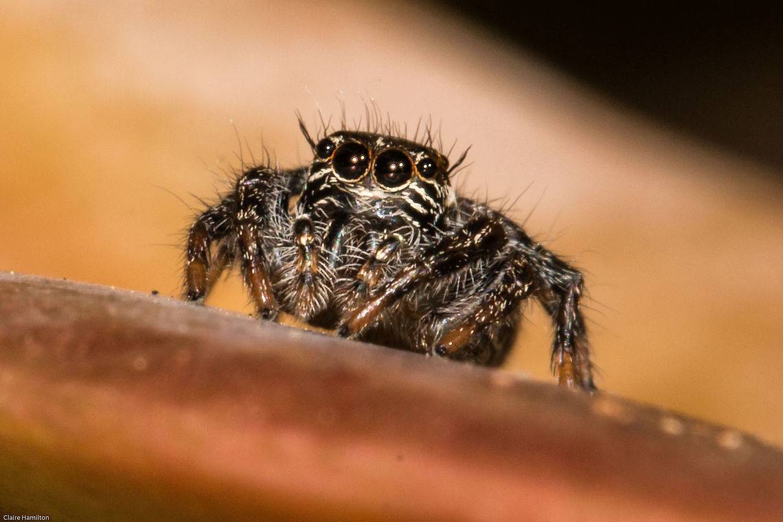 Little jumper Another little Salticidae taken up residence in my garden Fall,Geotagged,Hyllus argyrotoxus,Salticidae,South Africa,arachnids,south africa,spiders