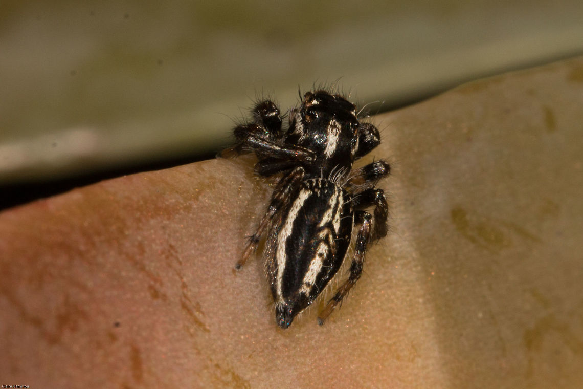 Stripey jumper, back view Hyllus argyrotoxus can be recognised by the chevrons on its abdomen Fall,Geotagged,Hyllus argyrotoxus,Salticidae,South Africa,arachnids,jumping spiders,south africa,spiders