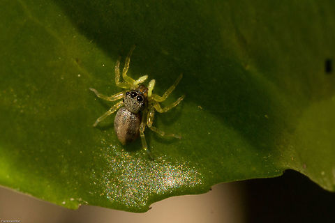 Little green jumper (Heliophanus sp.) There are over 40 species of Heliophanus in South Africa and so far no one has been able to pin point this little guy. Only about 3 or 4mm in body length. Fall,Geotagged,Heliophanus,Salticidae,South Africa,arachnids,jumping spiders,south africa,spiders