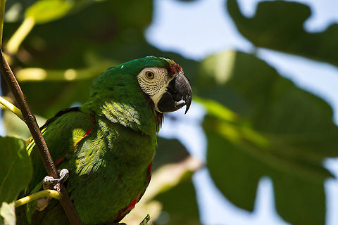 Severe macaw (captive) One of the reasons I have been so quiet around JD recently. This lovely bird spent 22 years of its life in a cage as someones pet. When they could no longer look after it, we opted to take it on an give it a new life. It has been a long and slow process of acclimatisation but he is now in a one acre aviary where he can learn to stretch his wings. He still lacks confidence and even though he can fly well I often find myself up a ladder rescuing him from palm trees. I am sure though that pretty soon he will be soaring around with the rest of the macaws, doing what parrots are supposed to do. I live for that day! Ara severus,Chestnut-fronted macaw,Geotagged,South Africa,South America,Summer,birds,macaws,parrots