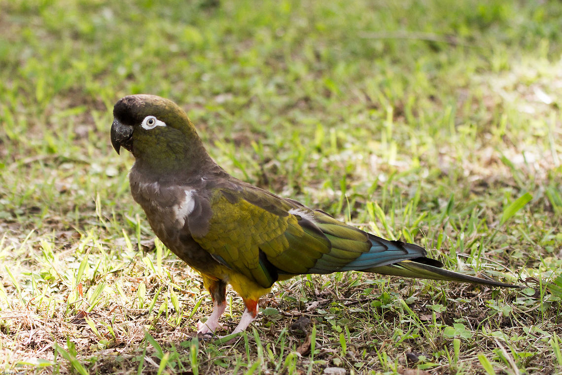 Patagonian conure (captive) One of three that we recently released into a large aviary having spent their early lives in cages as &#039;pets&#039;. These three have been a huge success and took to the aviary like proverbial ducks to water. Such a joy to see them flying together, soaring amongst the trees and chomping on wild berries and fruits.<br />
They are called burrowing parrots owing to their love of digging into the side of cliffs or mud banks to make their nests. Some of their burrows have been known to measure 6 feet in length! Burrowing Parrot,Cyanoliseus patagonus,Geotagged,South Africa,Summer,birds,conures,parrots,south america