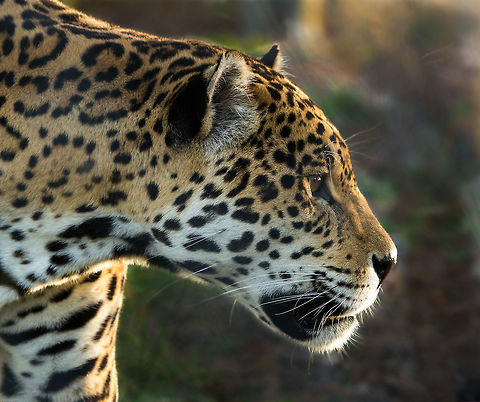 Jaguar (captive) Jaguars have to be my favourite of the big cats, their astounding strength and agility, their mysteriousness, true kings of the jungle. Jaguars have a unique way of killing their prey, unlike other big cats that suffocate their victim, the Jaguar literally crushes their skull. Their bite strength is so good they can easily crush the shells of tortoises and turtles.This one lives in a sanctuary for large predators. Fall,Geotagged,Jaguar,Panthera onca,South Africa,South America,big cats,predators