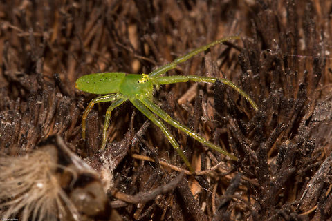 Green crab spider (Oxytate sp.) Although there are only 4 recorded species in South Africa I am still unsure of this one.
Tiny little thing, just a few mm long. Found it on the doormat this morning. Fall,Geotagged,South Africa,Thomisdae,arachnids,crab spiders,oxytate,south africa,spiders