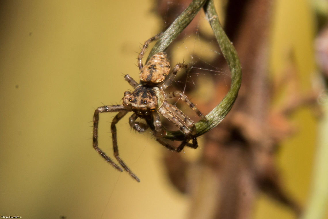 Crab spider from another planet By far the strangest spider I have ever seen. Not the best photo as this tiny little thing kept hiding from me. <br />
Front view:<br />
<figure class="photo"><a href="https://www.jungledragon.com/image/29839/alien_crab_spider.html" title="Alien crab spider"><img src="https://s3.amazonaws.com/media.jungledragon.com/images/574/29839_thumb.jpg?AWSAccessKeyId=05GMT0V3GWVNE7GGM1R2&Expires=1759968010&Signature=y25JrevWh%2Fn8wp4gwBF8%2BFK%2BZIw%3D" width="102" height="152" alt="Alien crab spider Again not the best photo, but you had to see those eyes...ET on acid!!!<br />
http://www.jungledragon.com/image/29838/crab_spider_from_another_planet.html Fall,Geotagged,Pherecydes tuberculatus,South Africa,Thomisidae,arachnids,crab spiders,south africa,spiders" /></a></figure> Fall,Geotagged,Pherecydes tuberculatus,South Africa,Thomisidae,arachnids,crab spiders,south africa,spiders