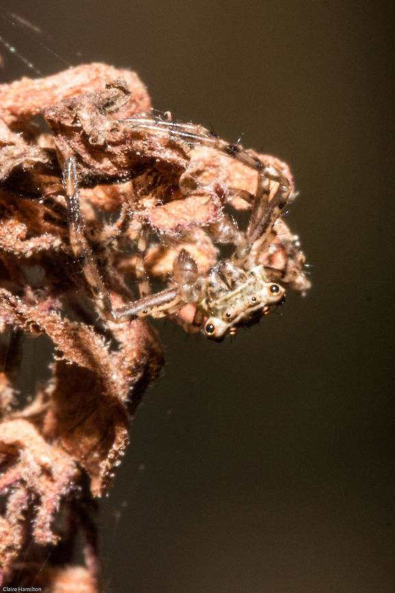 Alien crab spider Again not the best photo, but you had to see those eyes...ET on acid!!!<br />
<figure class="photo"><a href="https://www.jungledragon.com/image/29838/crab_spider_from_another_planet.html" title="Crab spider from another planet"><img src="https://s3.amazonaws.com/media.jungledragon.com/images/574/29838_thumb.jpg?AWSAccessKeyId=05GMT0V3GWVNE7GGM1R2&Expires=1759968010&Signature=DFXs3uAKq%2BbXwFL2e7PQtGSREqI%3D" width="200" height="134" alt="Crab spider from another planet By far the strangest spider I have ever seen. Not the best photo as this tiny little thing kept hiding from me. <br />
Front view:<br />
http://www.jungledragon.com/image/29839/weird_spider2.html Fall,Geotagged,Pherecydes tuberculatus,South Africa,Thomisidae,arachnids,crab spiders,south africa,spiders" /></a></figure> Fall,Geotagged,Pherecydes tuberculatus,South Africa,Thomisidae,arachnids,crab spiders,south africa,spiders