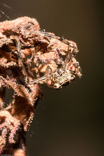 Alien crab spider Again not the best photo, but you had to see those eyes...ET on acid!!!
http://www.jungledragon.com/image/29838/crab_spider_from_another_planet.html Fall,Geotagged,Pherecydes tuberculatus,South Africa,Thomisidae,arachnids,crab spiders,south africa,spiders