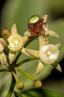 Green Pea Spider (juvenile) So lovely to find a spider that actually has a common name rather than just a Latin one, and what a lovely name!. This one has been on my Most Wanted list for some time and it certainly was not making it easy to get a photograph. Several days of hide and seek with me finally up a ladder, leaning into a prickly bush and I nabbed it! Normally these spiders have a bright green abdomen, but this is just a youngster so the colours have yet to develop. Suppose I shall have to keep an eye on it and hopefully get a photo of it in glorious adulthood! Araneus apricus,Fall,Geotagged,Green Pea Spider,South Africa,arachnids,araneidae,araneus,hairy field spiders,south africa,spiders