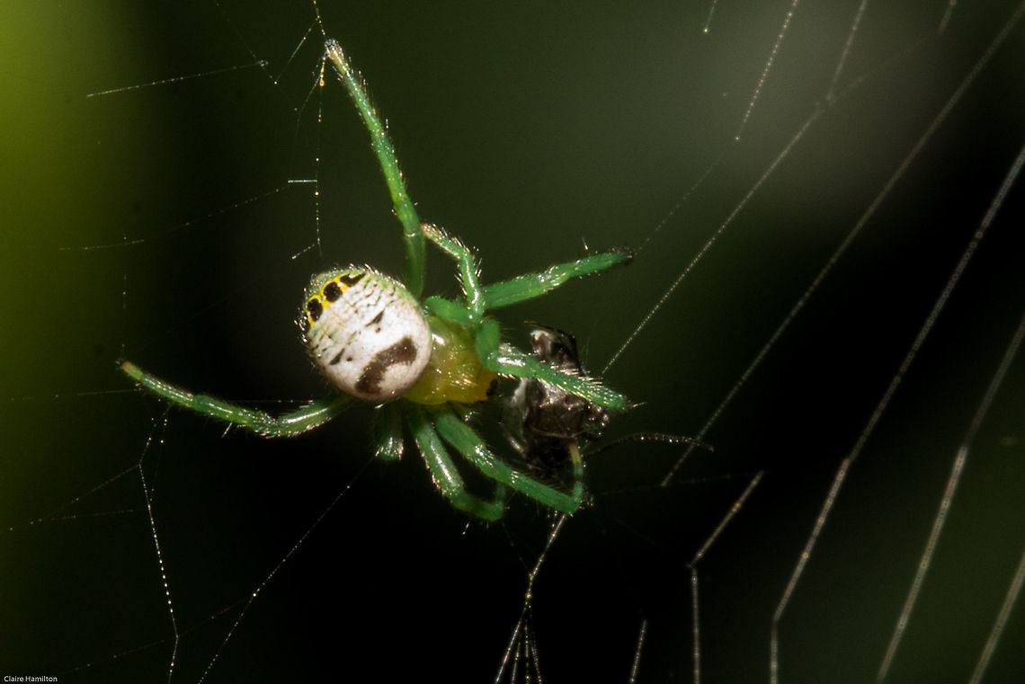 Bum-eyed spider (seriously!) Another one on my most wanted list, I mean, who wouldn&#039;t want to see a bum-eyed spider??? Araneus legonensis,Bum-eyed Spider,Fall,Geotagged,South Africa,arachnids,araneidae,araneus,hairy field spiders,south africa,spiders