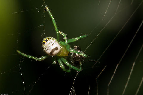 Bum-eyed spider (seriously!) Another one on my most wanted list, I mean, who wouldn't want to see a bum-eyed spider??? Araneus legonensis,Bum-eyed Spider,Fall,Geotagged,South Africa,arachnids,araneidae,araneus,hairy field spiders,south africa,spiders