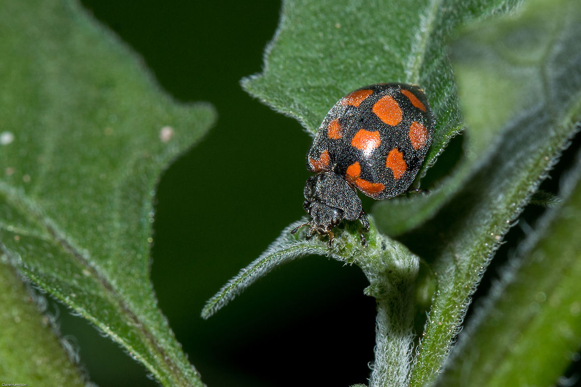 Red Herbivorous Ladybird Fluffy ladybird...cute! Coccinellidae,Coleoptera,Epilachninae,Fall,Geotagged,Red Herbivorous Ladybird,South Africa,beetles,epilachna infirma,insects,ladybirds,south africa