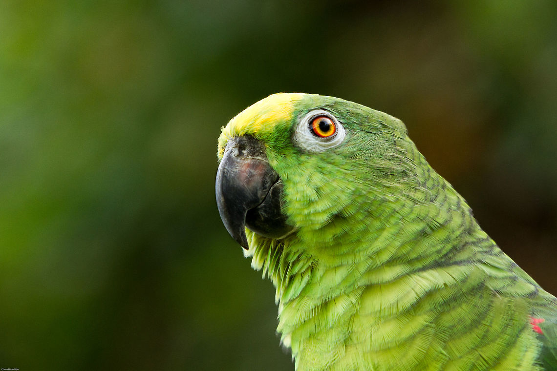 Yellow -crowned amazon (captive) Such amazing eyes! Took this photo in my local bird park so semi-free. In the wild they are found in South America Amazona ochrocephala,Fall,Geotagged,South Africa,South America,Yellow-crowned Amazon,birds,parrots