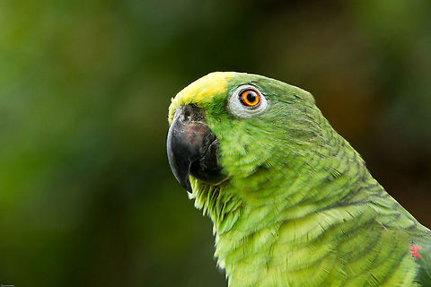 Yellow -crowned amazon (captive) Such amazing eyes! Took this photo in my local bird park so semi-free. In the wild they are found in South America Amazona ochrocephala,Fall,Geotagged,South Africa,South America,Yellow-crowned Amazon,birds,parrots