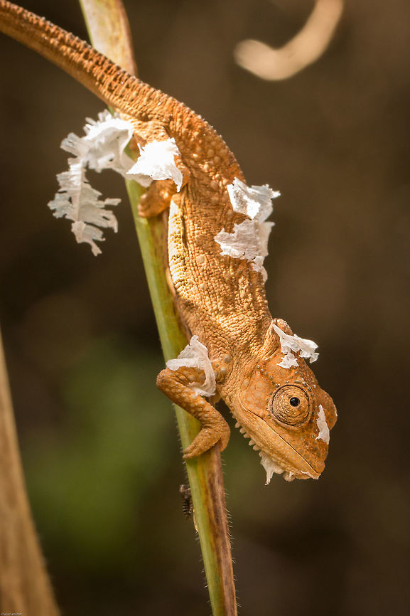 Cape dwarf chameleon Just coming out of its moult, real shame I wasn&#039;t there to witness the whole thing. Bradypodion pumilum,Fall,Geotagged,South Africa,cape dwarf chameleon,chameleons,dwarf chameleons,reptiles,south africa