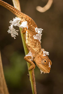Cape dwarf chameleon