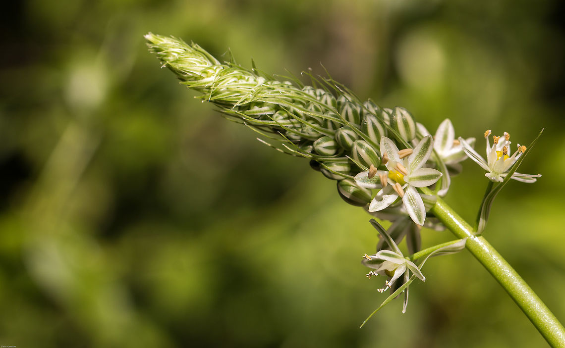 Pregnant onion Seriously, that is its name!<br />
I bought this odd looking clump of bulbs last year with no idea what it was and after the wild piggie came around and had a good old munch I thought it was lost. However, it has slowly been coming back to life and shot out this rather unusual flower. It is called pregnant onion because the main bulb produces little baby bulbs above ground.<br />
According to Wiki, these plants are native to South Africa although SANBI (The South African National Biodiversity Institute) suggests that it is not endemic although widespread throughout SA.  Albuca bracteata,Fall,Geotagged,Ornithogalum caudatum,Pregnant onion,South Africa,albuca bracteata,plant,south africa