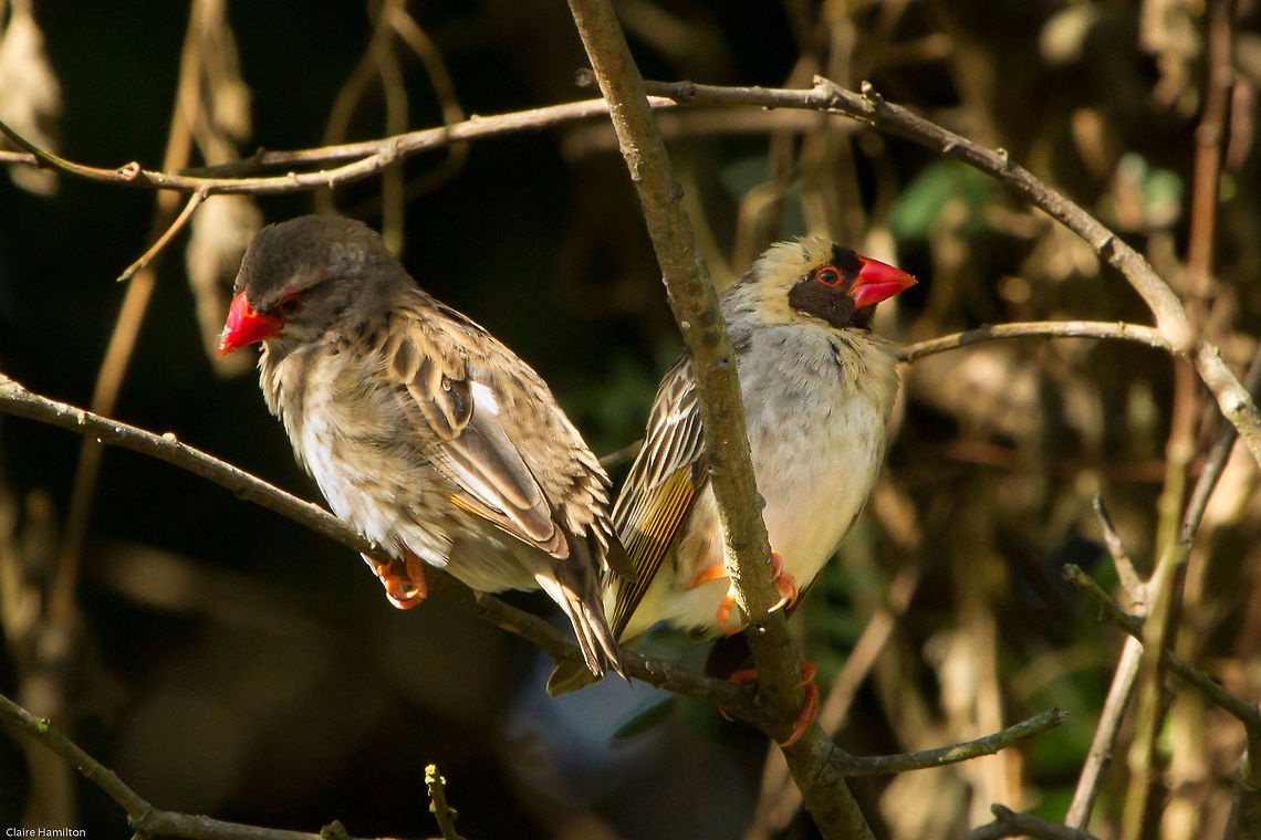 The falling out A pair of queleas, not speaking to each other!<br />
(Captive, in Birds of Eden, part of a small flock) Fall,Geotagged,Quelea quelea,Red-billed quelea,South Africa,birds,south africa