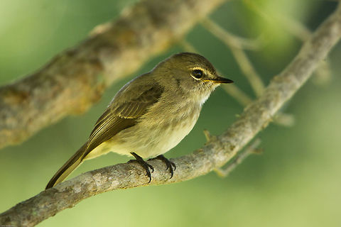 African Dusky Flycatcher