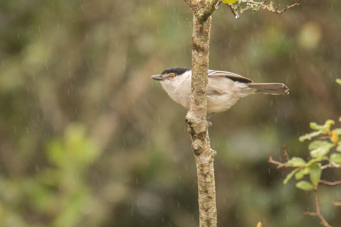 Black-backed Puffback One of the Bush shrikes, a first sighting for me which made up for the pouring rain! Black-backed Puffback,Dryoscopus cubla,Geotagged,South Africa,Winter,birds,shrikes,south africa