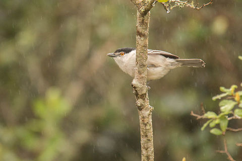 Black-backed Puffback One of the Bush shrikes, a first sighting for me which made up for the pouring rain! Black-backed Puffback,Dryoscopus cubla,Geotagged,South Africa,Winter,birds,shrikes,south africa