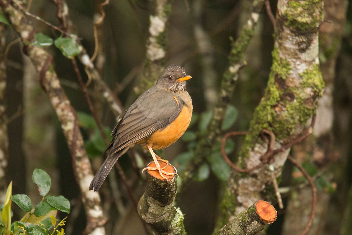 Olive thrush Such pretty birds and where I am staying at the moment, the garden is full of them! Geotagged,Olive Thrush,South Africa,Turdus olivaceus,Winter,birds,south africa,thrushes