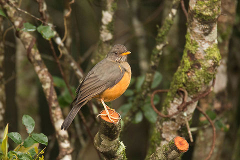 Olive thrush Such pretty birds and where I am staying at the moment, the garden is full of them! Geotagged,Olive Thrush,South Africa,Turdus olivaceus,Winter,birds,south africa,thrushes